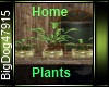 [BD] Home Plants