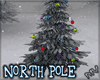 (MV) North Pole Pine