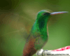 Humming Bird