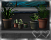 Potted House Plants