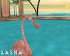 Swimming Flamingo's