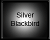 Silver Blackbird