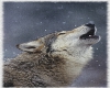 {TFB} wolf radio
