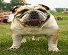 Dog - Bulldog