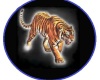 wild tiger club rug
