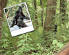 Venia Bigfoot Polaroid