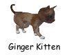 [txg] Ginger Kitten