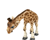 baby Giraffe