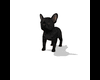 blackout frenchie