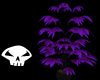 Purple Palm Plant
