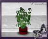{DSC} BR Potted Lily