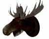 Moose Head