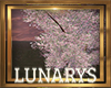 TREE CHERRY