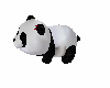 !  Baby Panda !