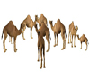 Camels Group  (KL)