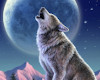 Wolf13 pic/SP