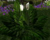 [LP] Tropical Plant