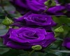 Purple Rose Vine