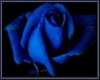 sXc Blue Rose