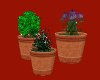 Potted plants