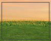 N. Open Field