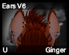 Ginger Ears V6