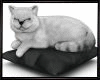 SC^Cat/Pillow/Radio1