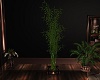 Martix Bamboo Plant