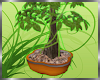 Bonsai Tree [CH]