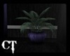 {CT} Purple Plant