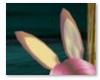 ~TQ~pink bunny ears