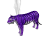 PurpleTiger Kenzo🔶