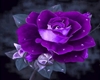 Purple Rose Night Club