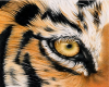 Eye of a Tiger Sticker