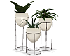 *Plants*Plantas*