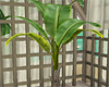 LKC Banana Plant Pot