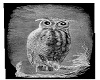 Owl Picture