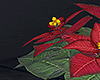 Poinsettia Christmas