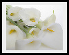cala lily sofa