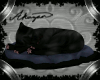 :A: Sleeping Kitten