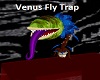 Venus Fly Trap