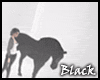 BLACK horse