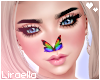 Rainbow Nose Butterfly