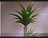 ❥ Plant