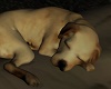 ☾ Sleeping Puppy