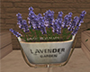 lavender pot plant
