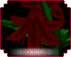 *D* Vamp Lilies