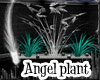 Angelic Plant