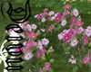 Pink Flowers