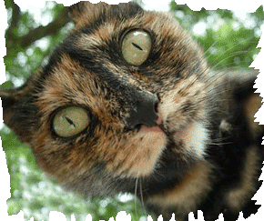 sticker_8009792_11509381